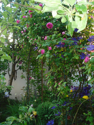 DSC08813 - Gradina in 2014