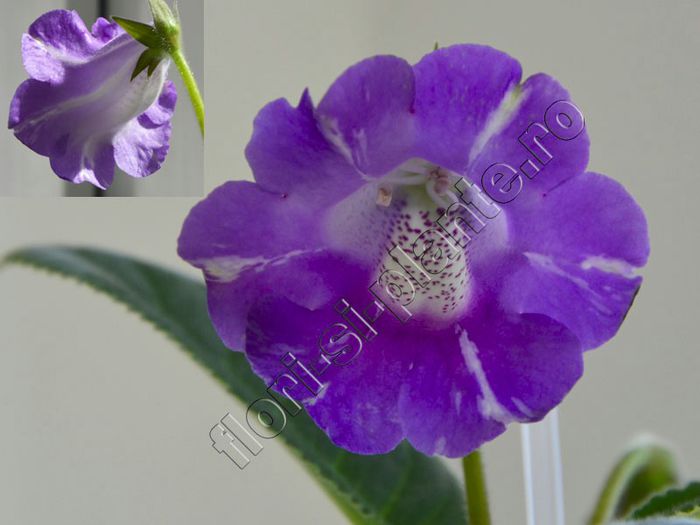 Sinningia Luci s Spots on Ametist Bell
