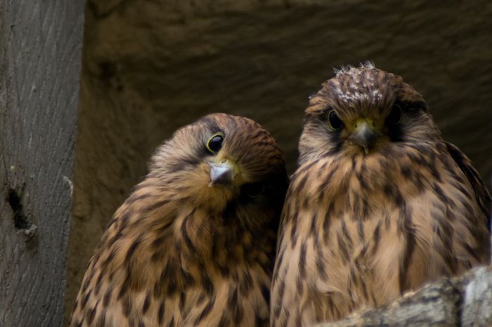 Vinturel rosu; (Falco tinnunculus)
