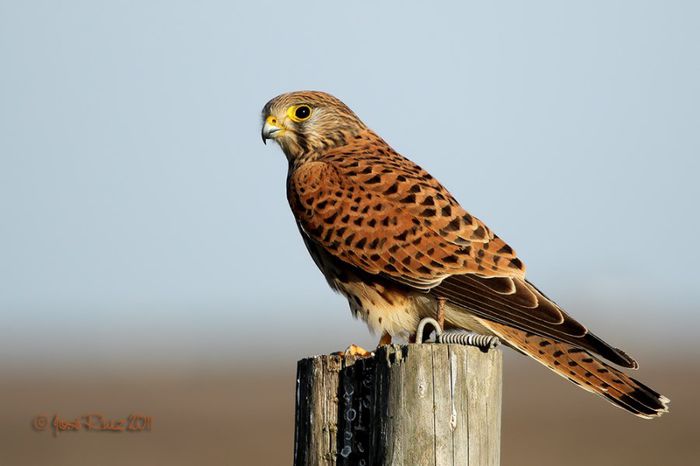 Vinturelul rosu; (Falco tinnunculus)
