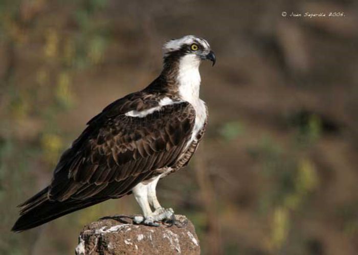 Uligan sau vultur pescar; (Pandion haliaetus)
