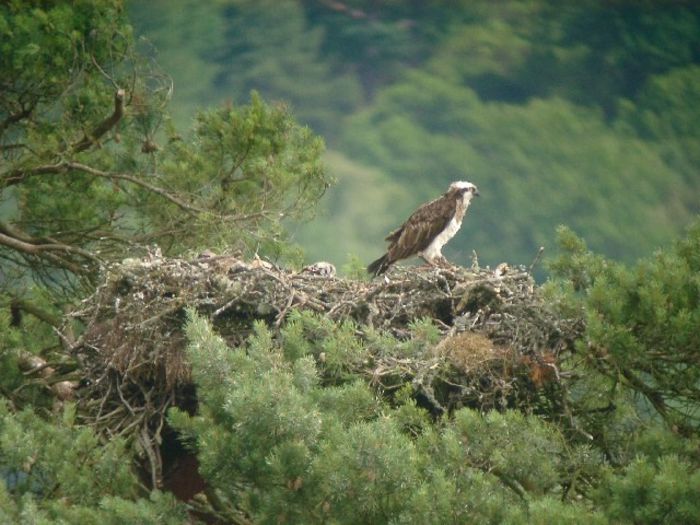 Uligan sau vultur pescar; (Pandion haliaetus)
