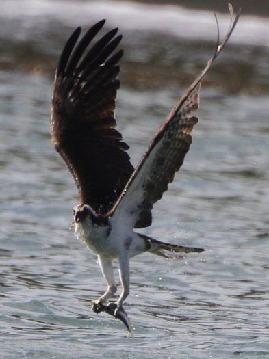 Uligan pescar; (Pandion haliaetus)
