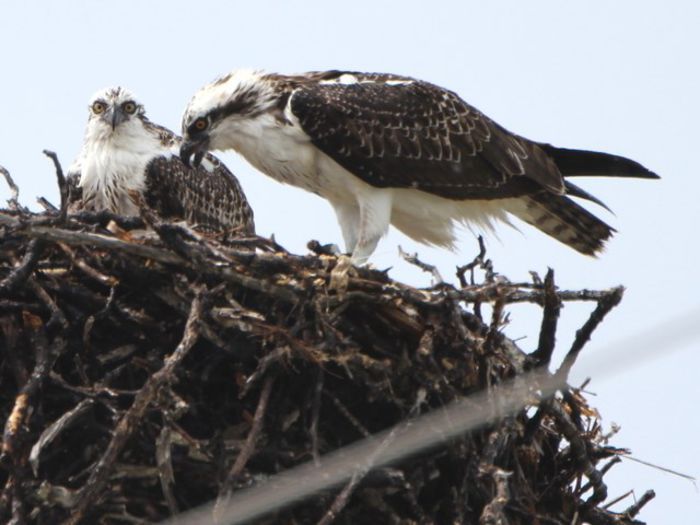 Uligan pescar; (Pandion haliaetus)
