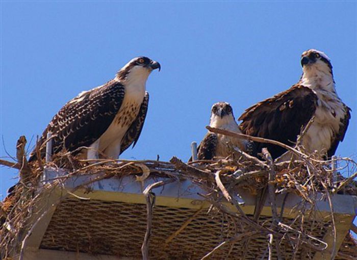 Uligan pescar; (Pandion haliaetus)Mama,puiul si tata
