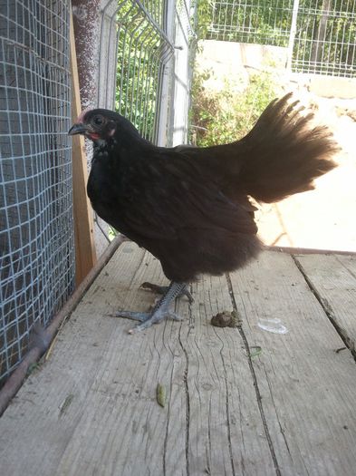 IMG_20140507_135607 - Australorp