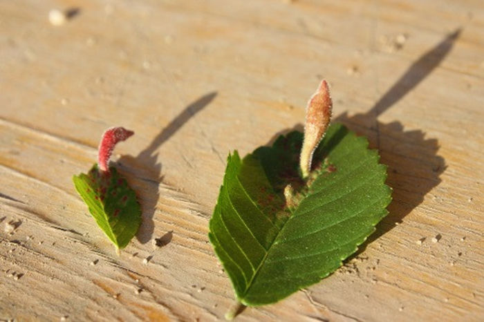 afida galicola a ulmului; tetraneura ulmi
