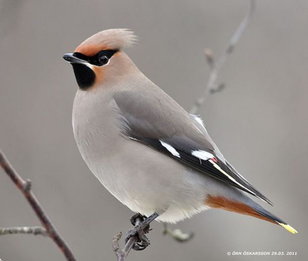 Matasar; (Bombycilla garrulus)Cuibareste la marginea zonelor cu paduri de conifere sau paduri mixte. In timpul iernii poate fi vazut in parcuri sau in gradinile unde gaseste seminte, deseori in orase
