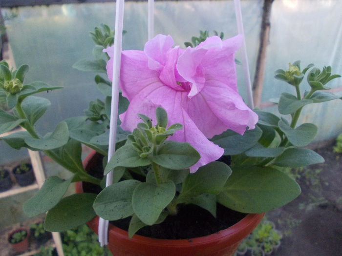 01 - Petunia Grandiflora Double