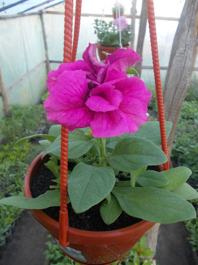 02 - Petunia Grandiflora Double