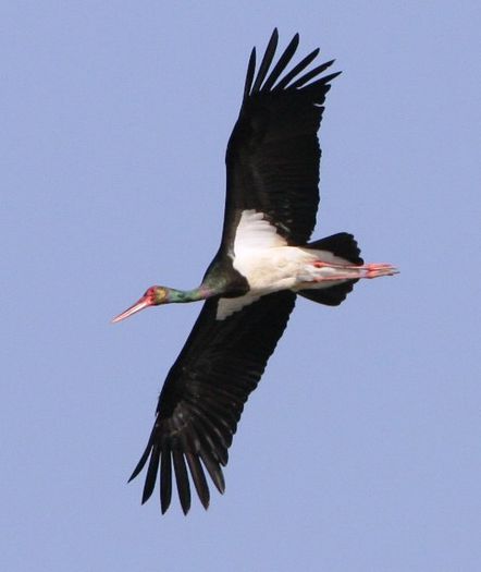 Barza neagra; (Ciconia nigra)
