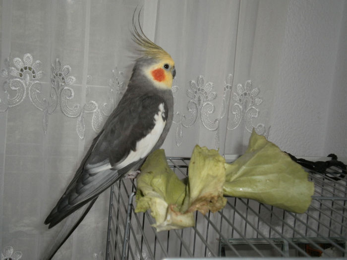 P5040258 - 07 - Ciufy - papagalul caruia ii plac fructele si legumele