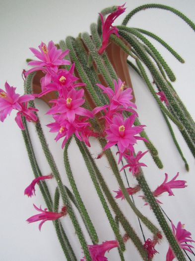 Aporocactus flageliformis