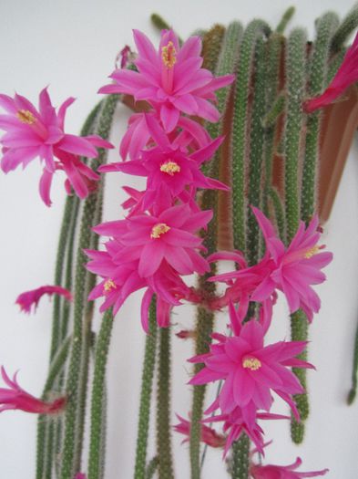 Aporocactus flageliformis