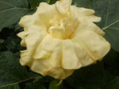 datura double yelow