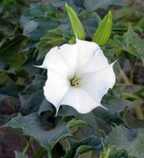 datura ferox - brugmansii-daturi-iochrome 2014