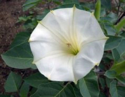 datura wella