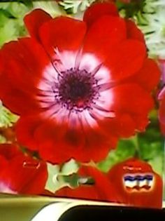 anemone de toamna