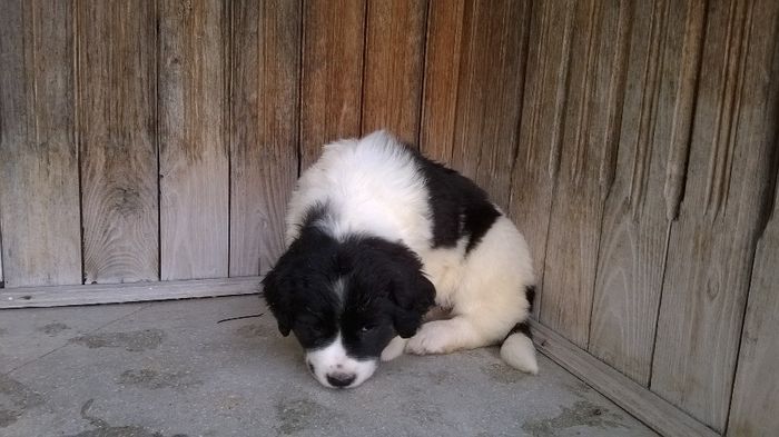 WP_20140505_080 - a Ciobanesc de Bucovina