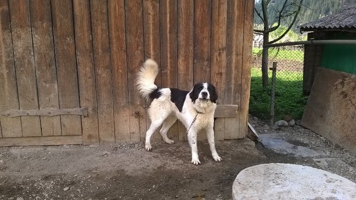 WP_20140505_092 - a Ciobanesc de Bucovina