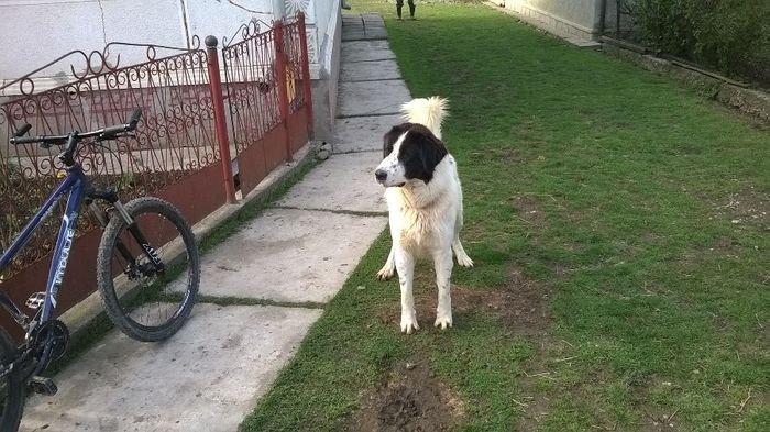 WP_20140505_127 - a Ciobanesc de Bucovina