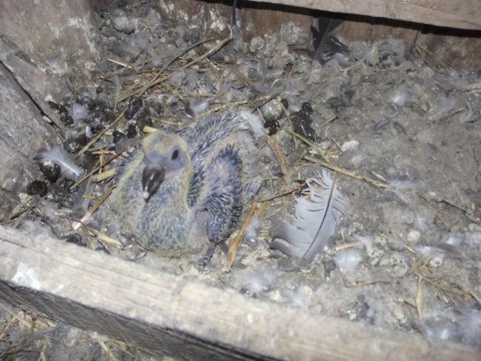 pui din por de la istrate ion barlad