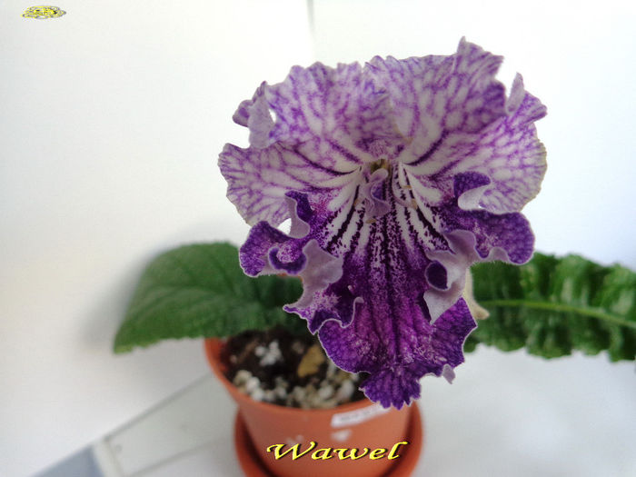 Wawel (7-05-2014) - Streptocarpusi 2014