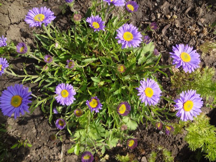 ASTER ALPINUS / OCHIUL BOULUI DE MUNTE