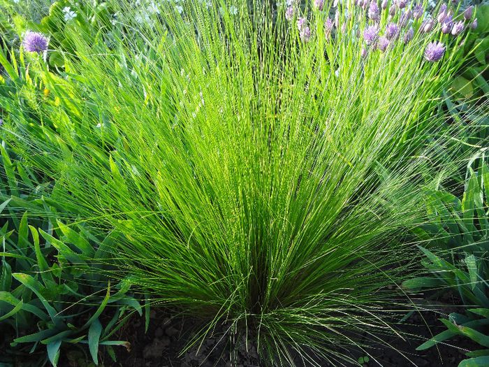 STIPA TENUISSIMA PONY TAILS / PĂRUL FETEI ORFANE