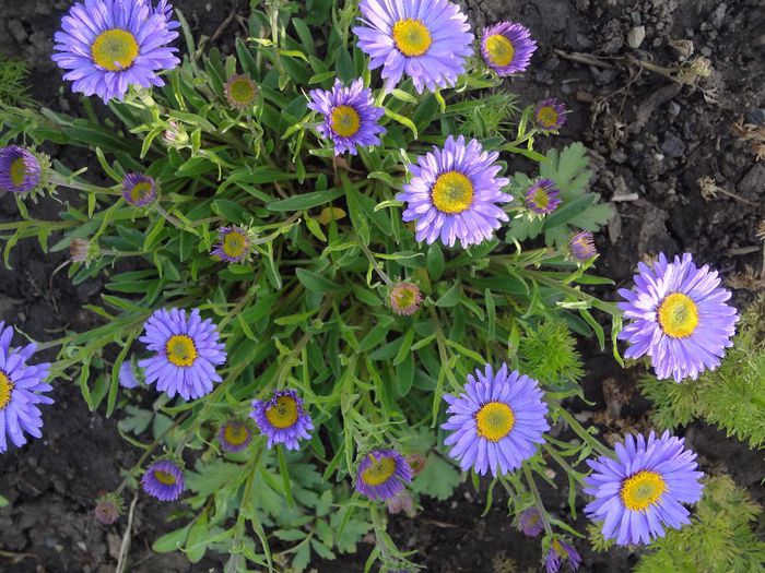 ASTER ALPINUS / OCHIUL BOULUI DE MUNTE