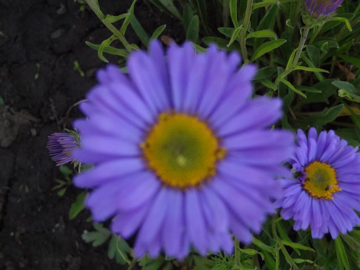 ASTER ALPINUS / OCHIUL BOULUI DE MUNTE