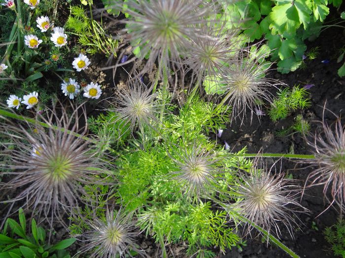 PULSATILLA VULGARIS  DEDIŢEL DE PĂDURE, FLOAREA PAŞTELUI; SEMINTE DE PULSATILLA VULGARIS - DEDIŢEL DE PĂDURE, FLOAREA PAŞTELUI
