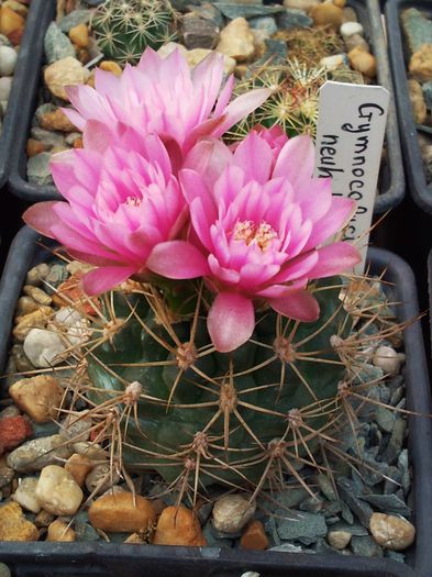 Fotografie1275 - Gymnocalycium neuhuberi