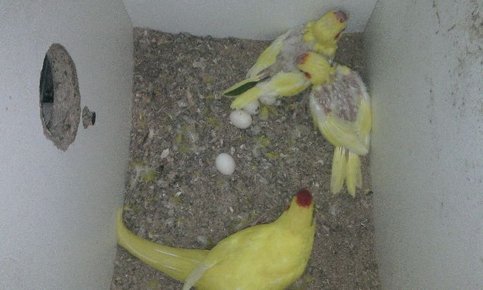 mama iar sia facut treaba - PAPAGALI KAKARIKI