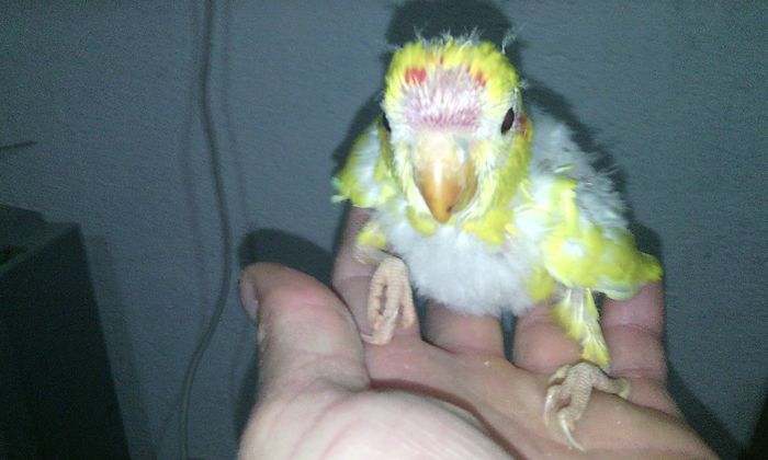 pui kakariki - PAPAGALI KAKARIKI