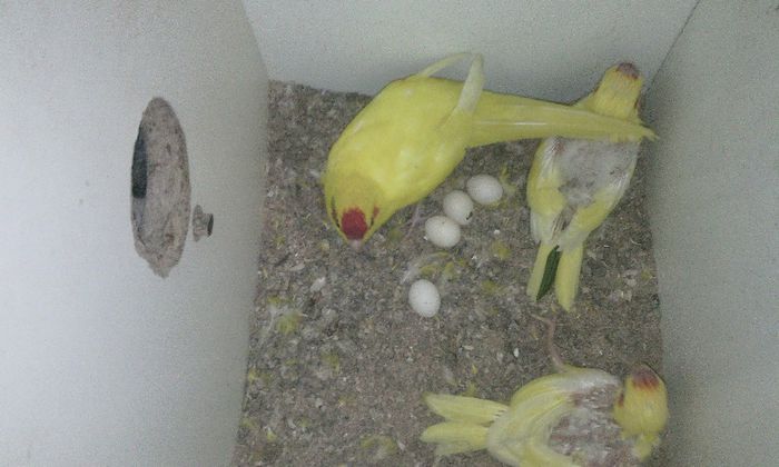 a doua serie de oua - PAPAGALI KAKARIKI