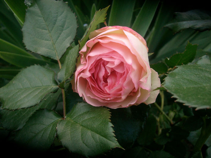 Eden Rose - Trandafiri 2014