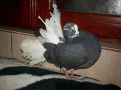 94248416_GUPOETA - 20 PORUMBEI VANDUTI