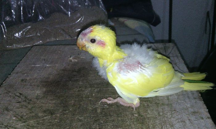 pui kakariki - PAPAGALI KAKARIKI