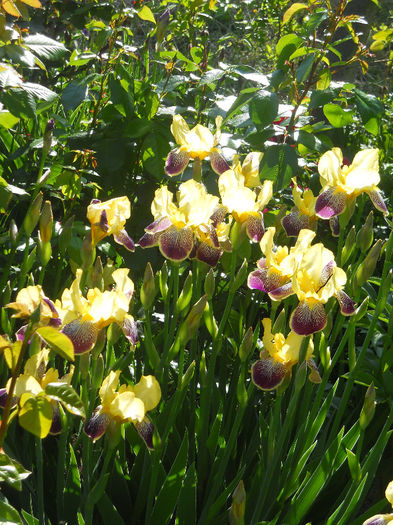 DSCN1737_002 - irisi 2014