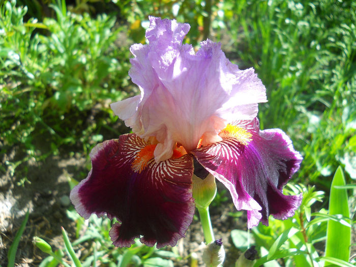 Armaghedon - irisi 2014