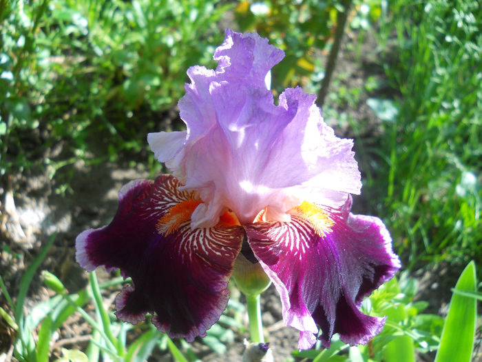 DSCN1739_004 - irisi 2014