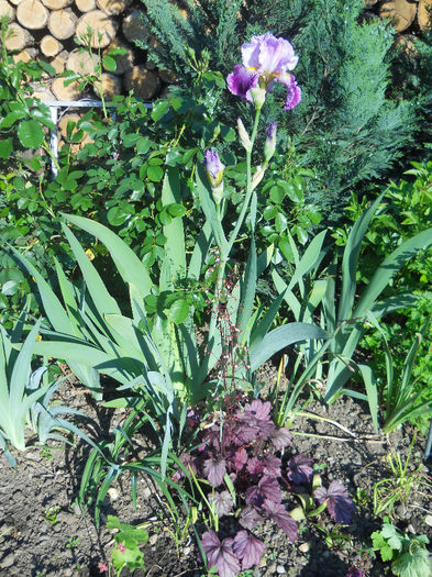 DSCN1745_010 - irisi 2014