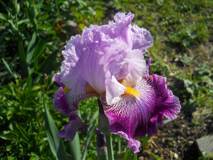 DSCN1748_013 - irisi 2014