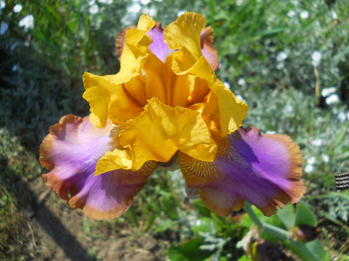 Gladis Austin - irisi 2014