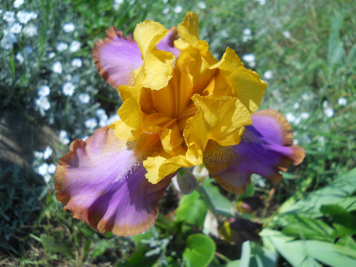 DSCN1759_024 - irisi 2014