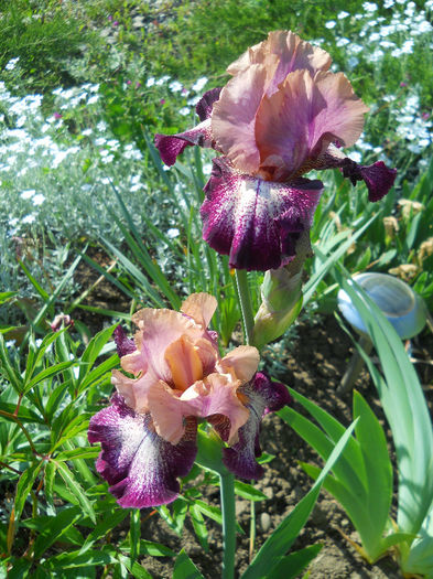 Carnival Song - irisi 2014