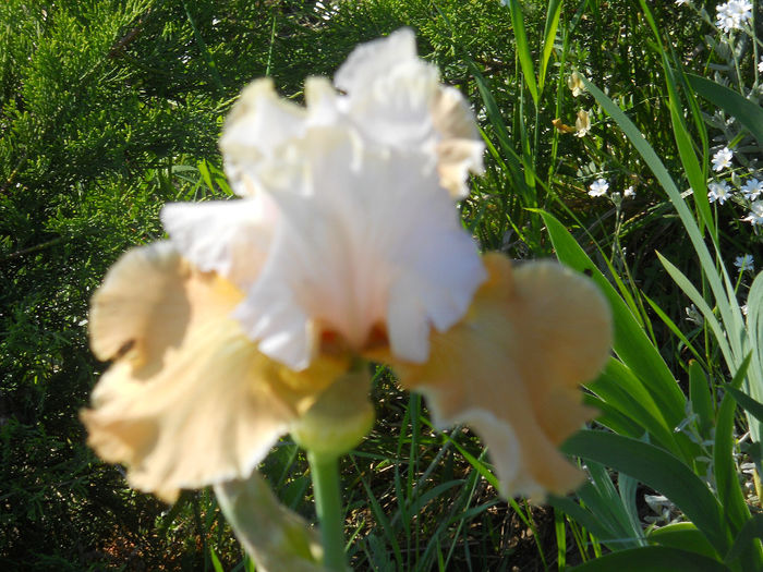 Champagne Elegance - irisi 2014