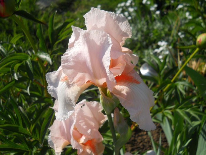 DSCN1763_028 - irisi 2014