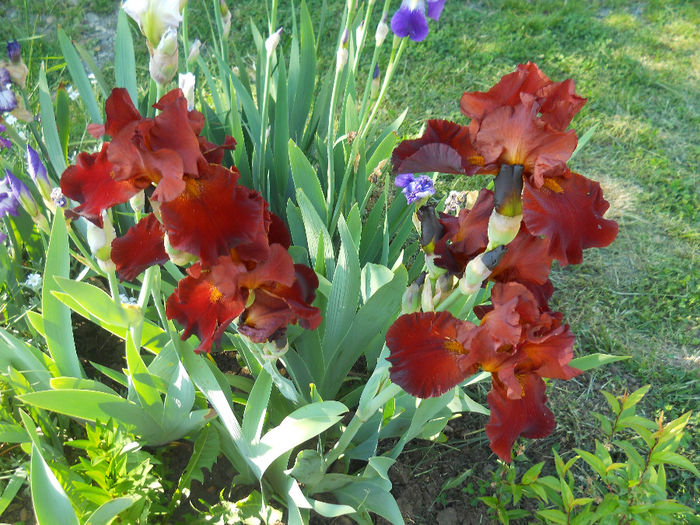 War Chief - irisi 2014